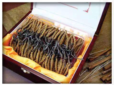 孟连冬虫夏草回收